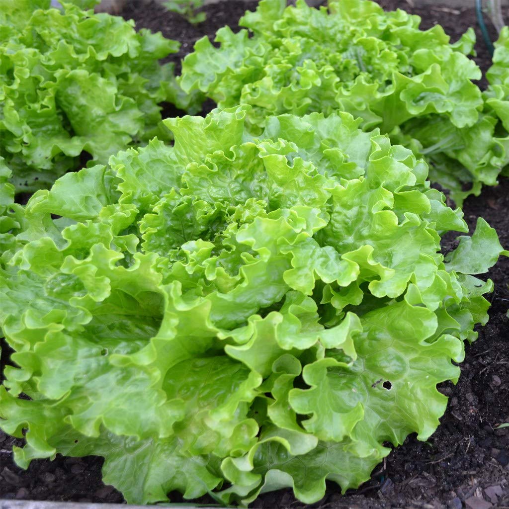 Creative Farmer Vegetable Seeds Romaines Roma Lettuce Seeds - Lettuce Green ?Seeds Home Garden Seeds (B07N47RWSZ) Amazon Price History, Amazon Price Tracker