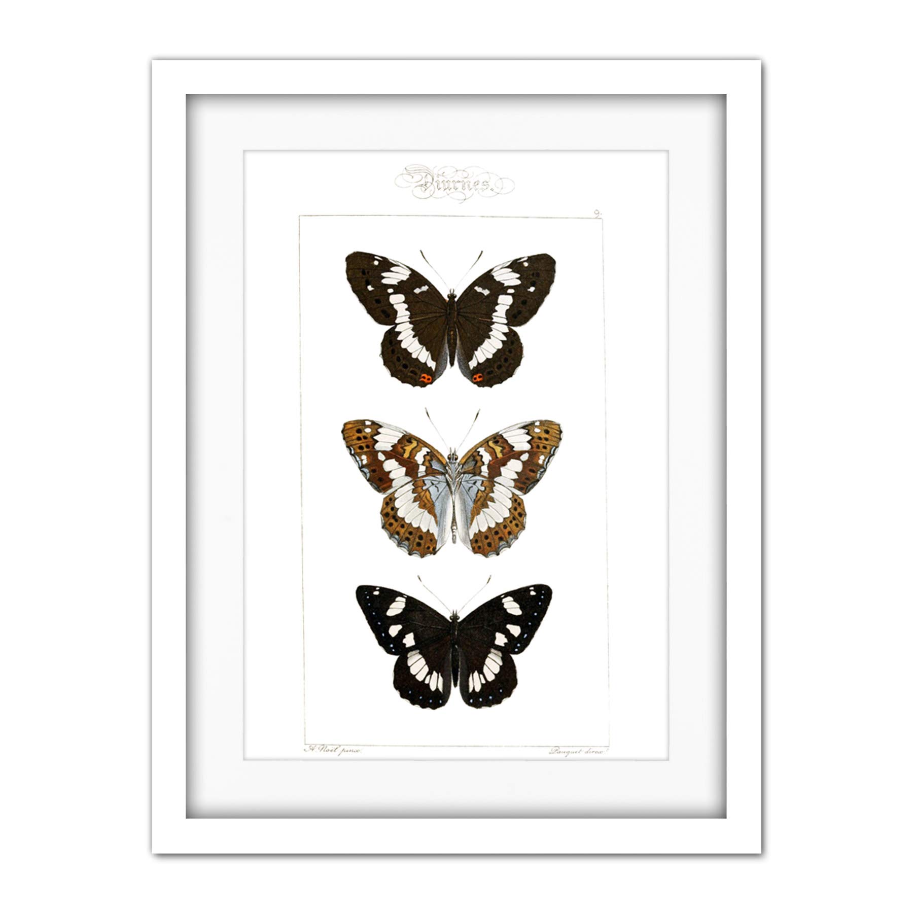 Wee Blue Coo Butterflies Black And Brown Artwork Framed Wall Art Print 18X24 Inch