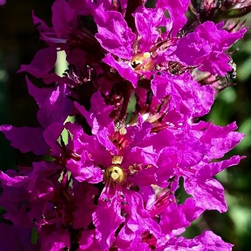 1000 semillas de Lythrum flores de jardín moradas para plantar fácil de cultivar al aire libre jardín