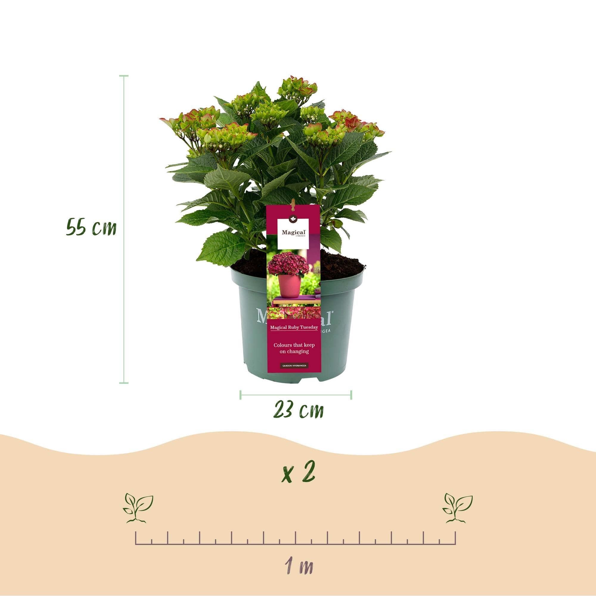Green boutiQ - Balkonpflanze - Hortensie - Hydrangea Magical Teusday & Saphire - Rot - 6-10 Blumen - 2 Pflanzen - Topf 23cm Höhe 55cm