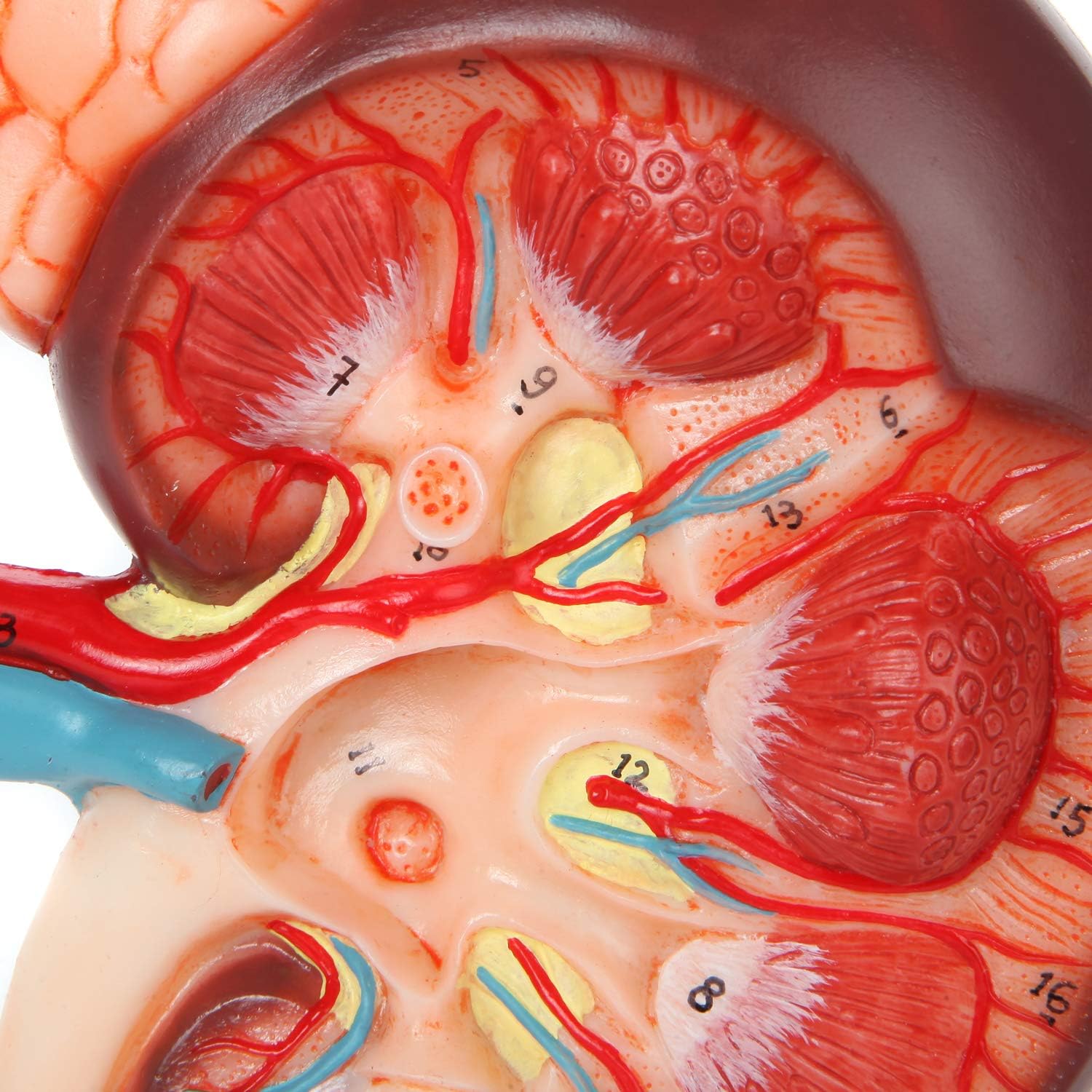 Axis Scientific Kidney Anatomy Model with Adrenal Gland, Anatomically Correct, Durable Design Perfect for Students, Teachers or Doctor's Offices, Includes Base