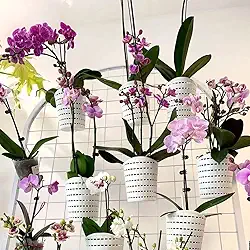 RISEON Vasos de orquídea de plástico com furos - Vaso de orquídea decorativo para orquídeas pequenas para orquídeas de Dendrobium Oncidium Cattleya para ambientes internos e externos (branco)