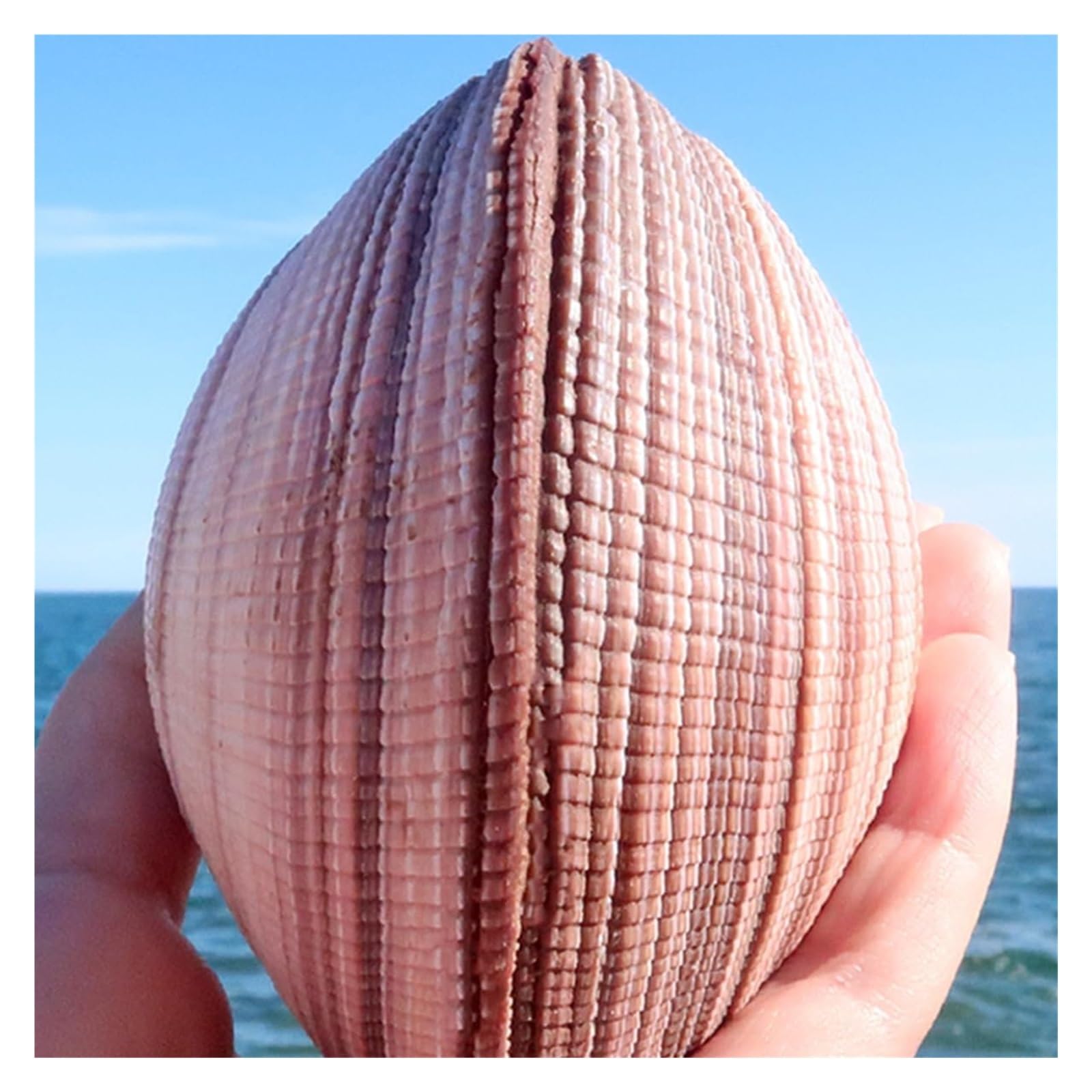 Grandi Conchiglie Marine, Conchiglia Naturale, Grandi Conchiglie for Decorazione, Conchiglie Marine Naturali Rare da 8 a 10 cm for Decorazioni Nuziali, Feste a Tema Spiaggia, Acquario