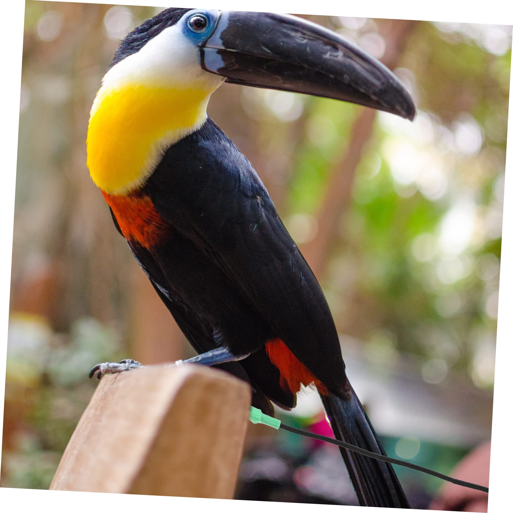 2 Correas para Pájaros Loros Cómodas Y Ligeras Ideales para Volar al Aire