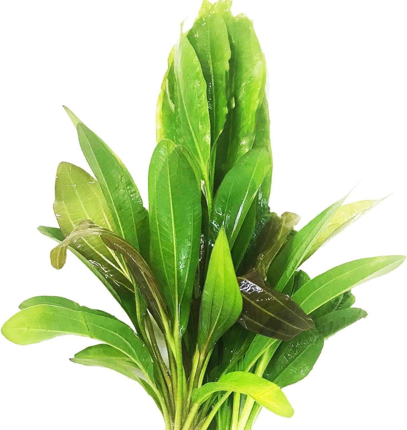3 Species Amazon Sword 10+ Stems Echinodorus Bleheri | Red Rubin | Parviflorus Rosette Easy Live Aquarium Plants Package by Greenpro