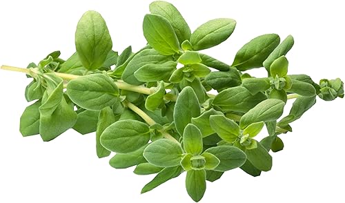 Miniatura 2 de TKE Farms - Semillas de mejorana para plantar, 500 mg aproximadamente. 2000 semillas, Origanum Majorana