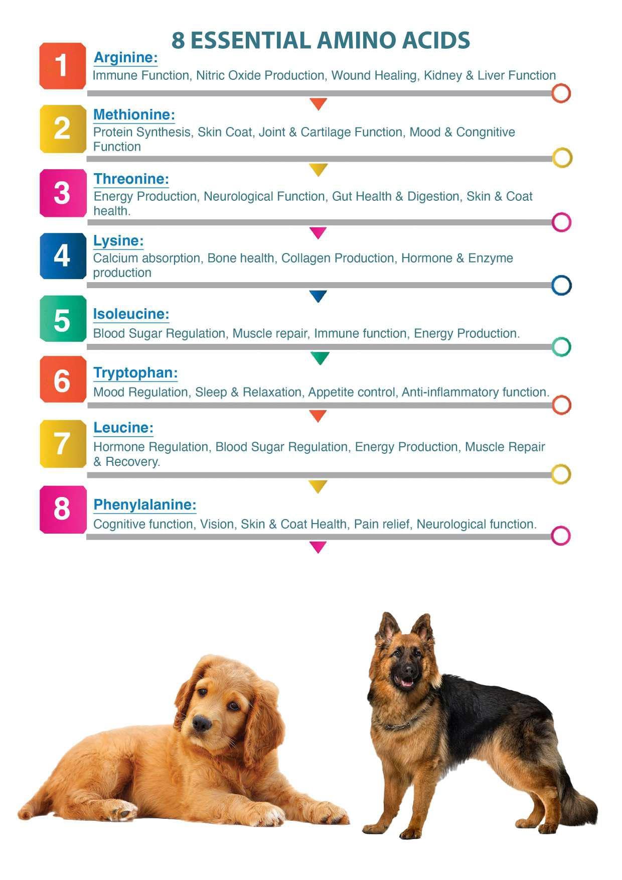 Doggie Power - Protein Powder with 8 Essential Amino acids | 14 Vitamins and Minerals for Dog | Ever 1