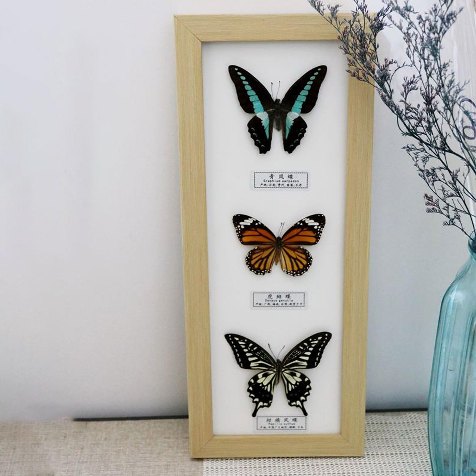 Taxidermia,EspéCimen De Mariposas,Exquisito EspéCimen De Insecto,Muestras De Mariposa Reales Con Herramienta De Aprendizaje De Insectosenmarcado,EnseñAnza,DecoracióN Del Hogar,Boda,Regalo De CumpleañO