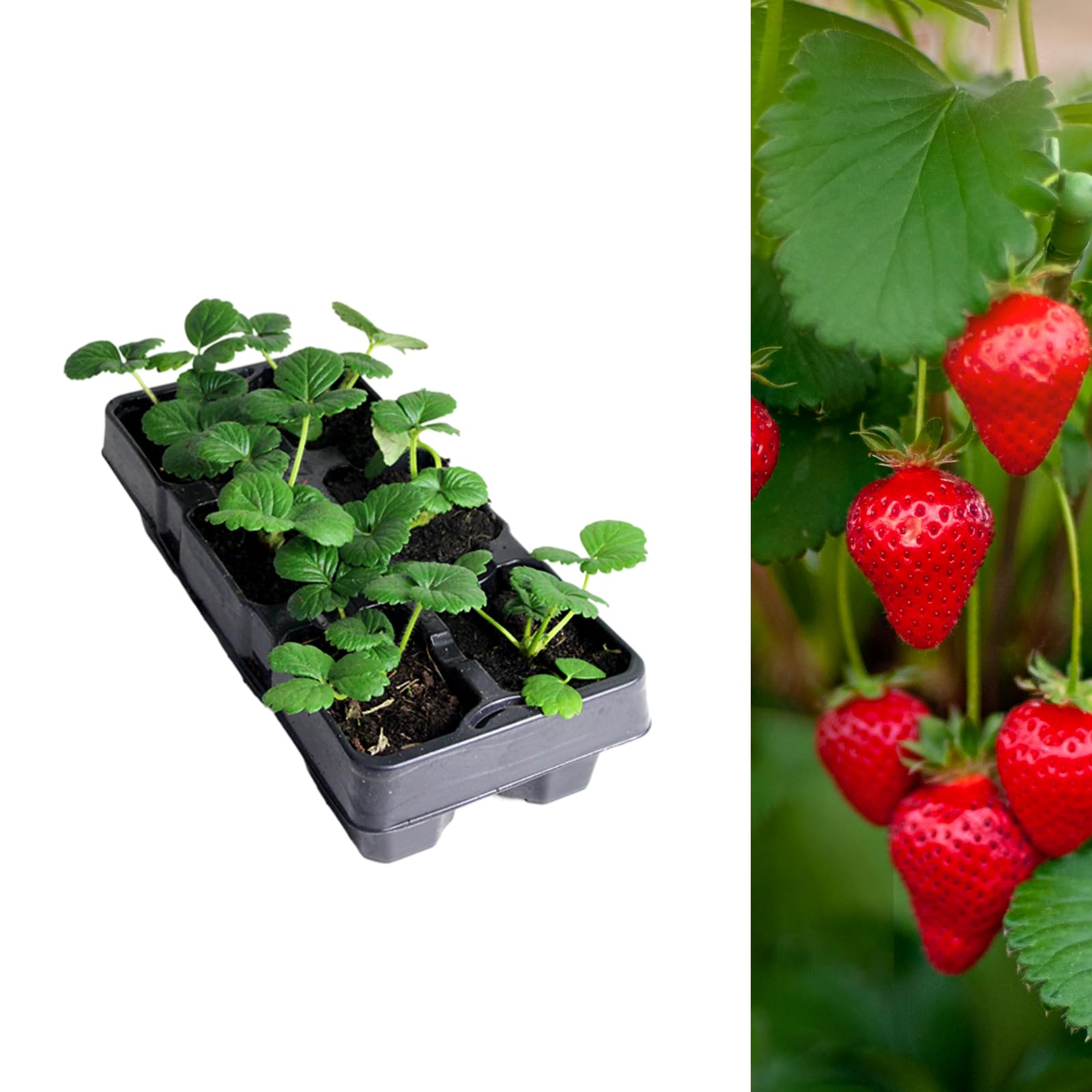 Carbeth Plants Strawberry Cambridge Favourite Fruit Plant 6 Pack - Hardy Perennial Easy Grow Fragaria Bushes - Tasty Sweet High Yielding Outdoor Garden Fruiting Plants for Beds, Borders or Pots