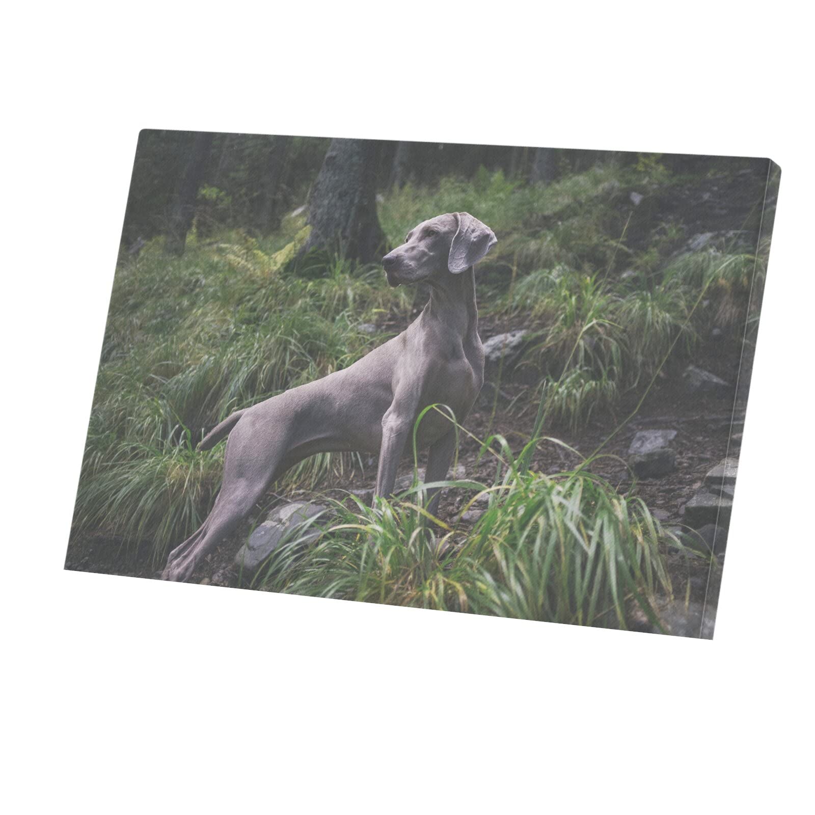 Tableau Braque de Weimar Chien Gris Toile Décorative Murale - 4