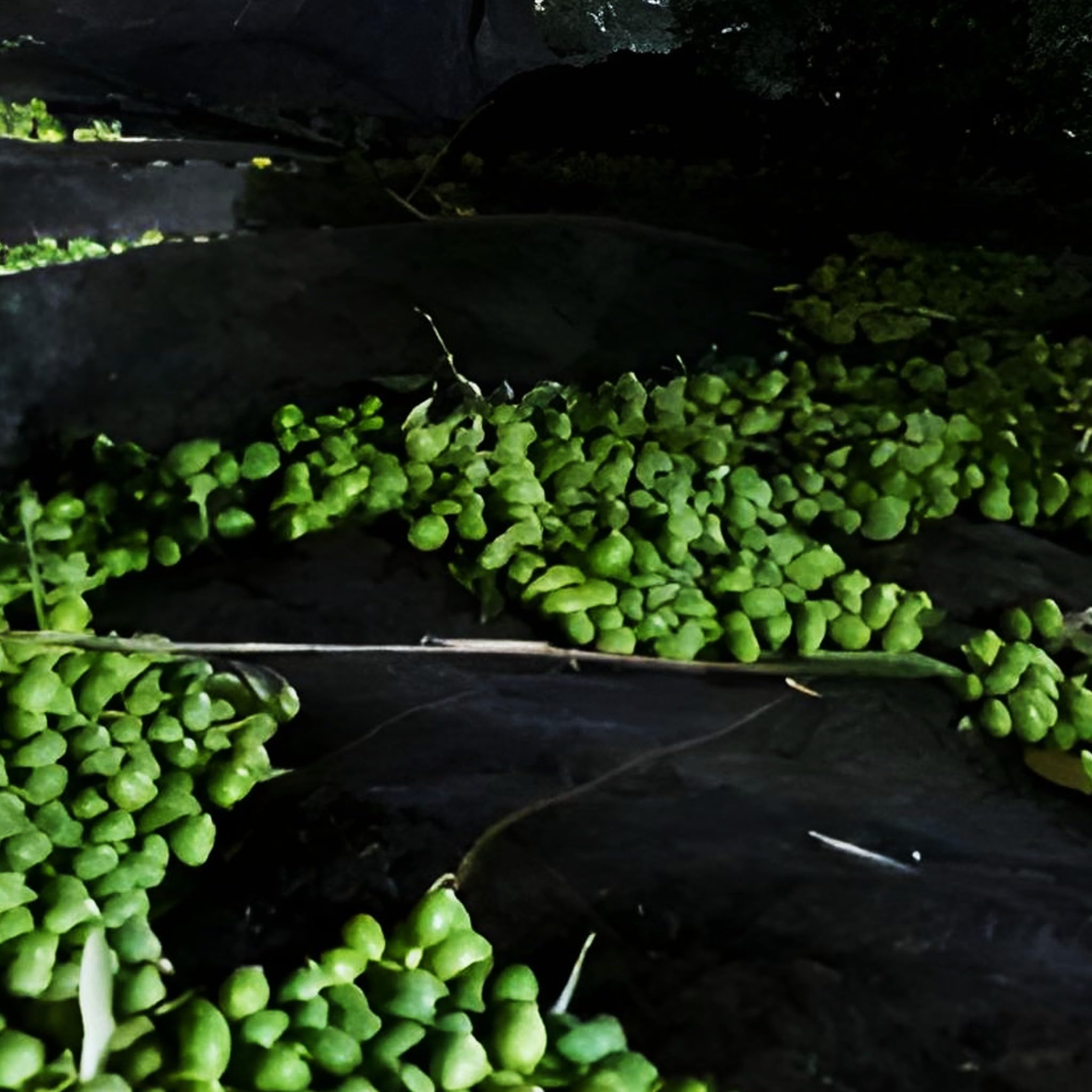 Bricoloco.com Mantos para recoger Aceitunas, almendras, nueces, pistachos y otros frutos. Tejido HDPE flexible, ligero y resistente. Manta recolección aceituna (3, 5x10 metros)
