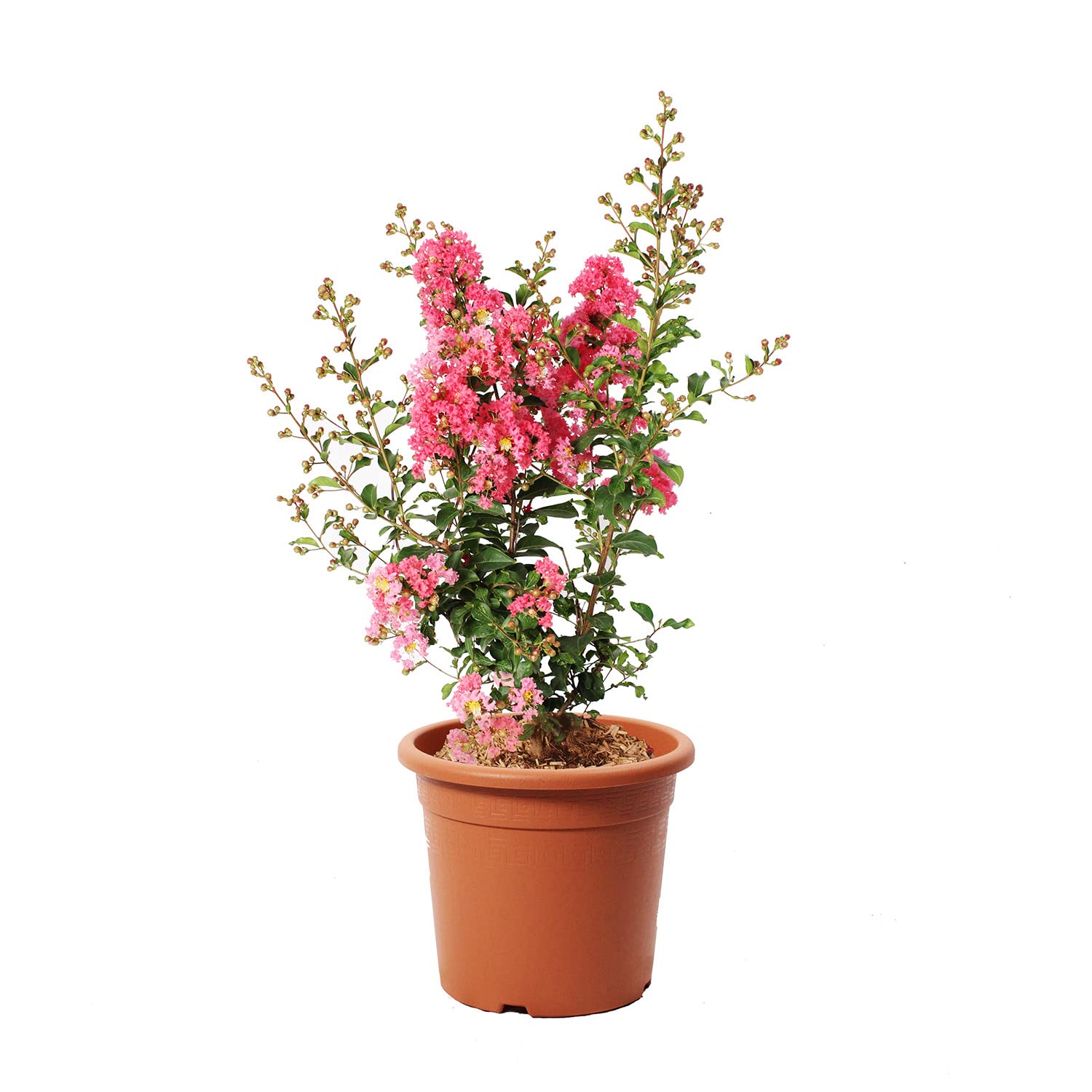 KENTIS - Lagerstroemia Indica Rose - Vraies Plantes Fleuries d'Extérieur - Plante Fleurie de Jardin - H 60-80 cm Pot Ø 24 cm