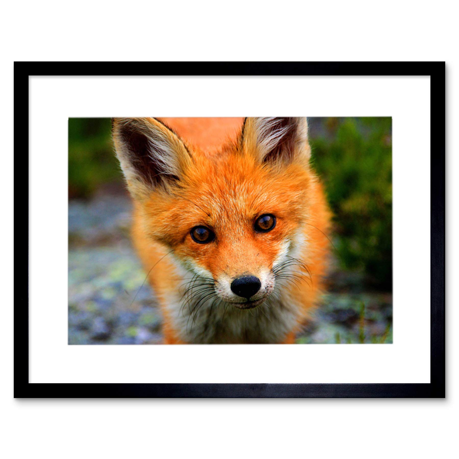 Artery8 Baby Fox Woodland Animal Wildlife Photo 12X16" Framed Wall Art Print from B&Q