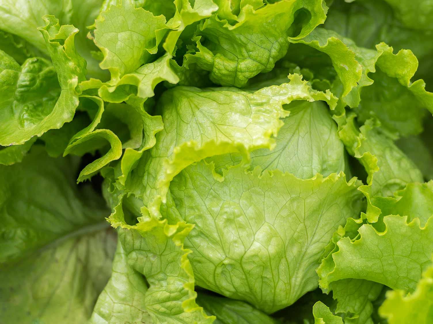 Urban Turtle Lettuce Salad Iceberg Seeds (Multicolor, Pack Of 100) (B09649MFJK) Amazon Price History, Amazon Price Tracker