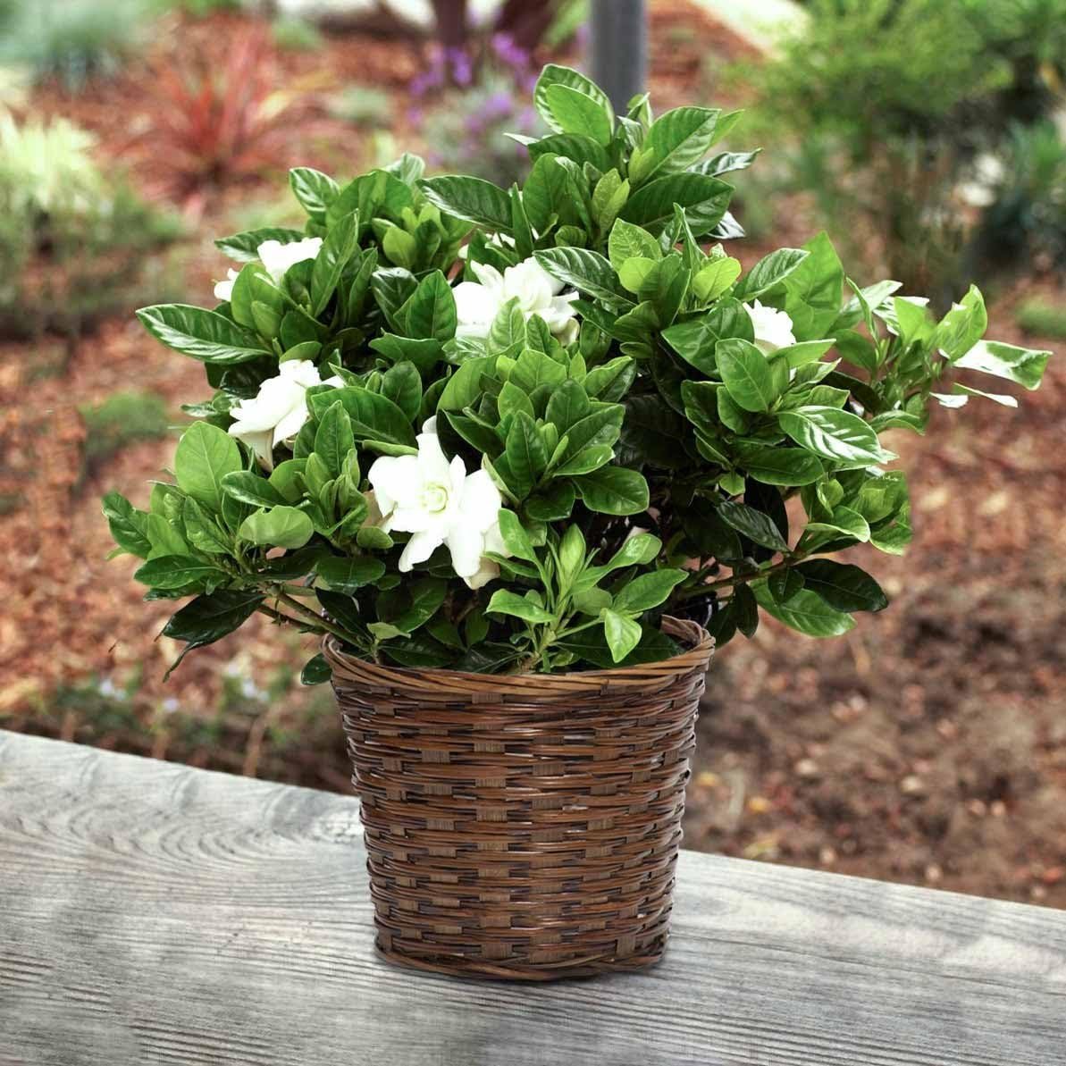 Large Fragrant Mothers Gardenia in Woven Basket- Fresh Flowers