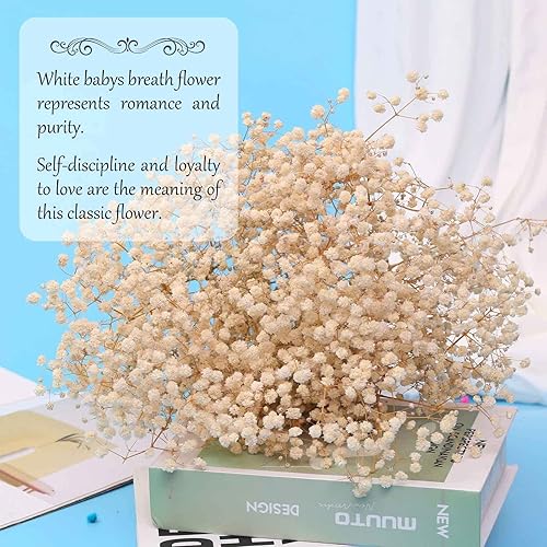 Miniatura 9 de Ramo de flores secas de aliento de bebé, 17 pulgadas, más de 2500 flores secas de color rosa marfil, ramas de gypsophila naturales para bodas,