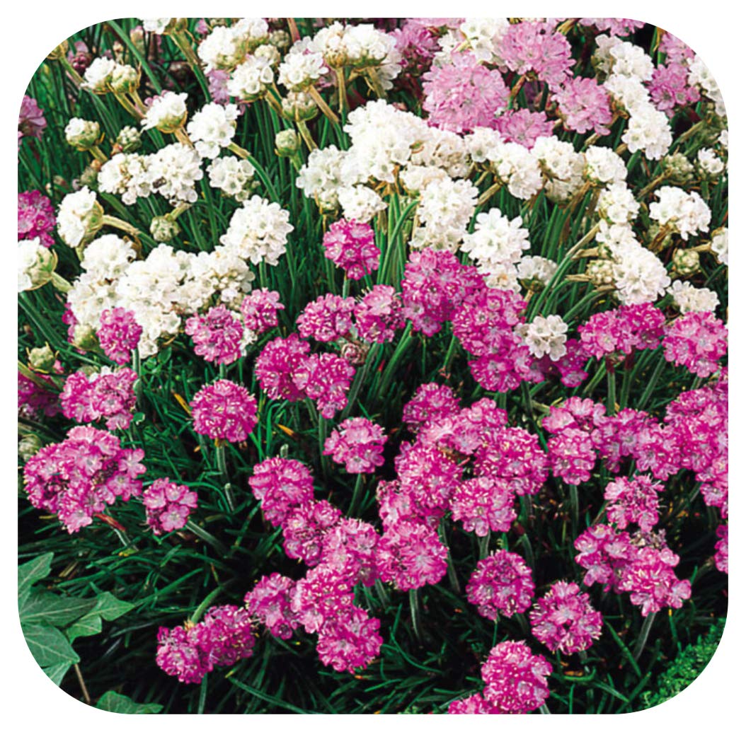12 x Armeria Maritima 'Morning Star' Pink and White Mix Plug Plants Hardy Perennial