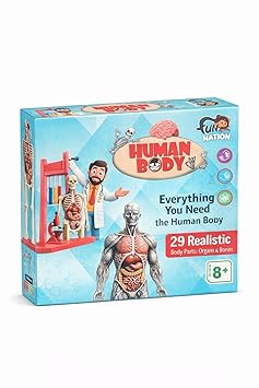 3D Human Anatomy Model Kit for Kids | Educational STEM Science Toy with Removable Organs & Body Parts | Learning Model for Children 8+ Years