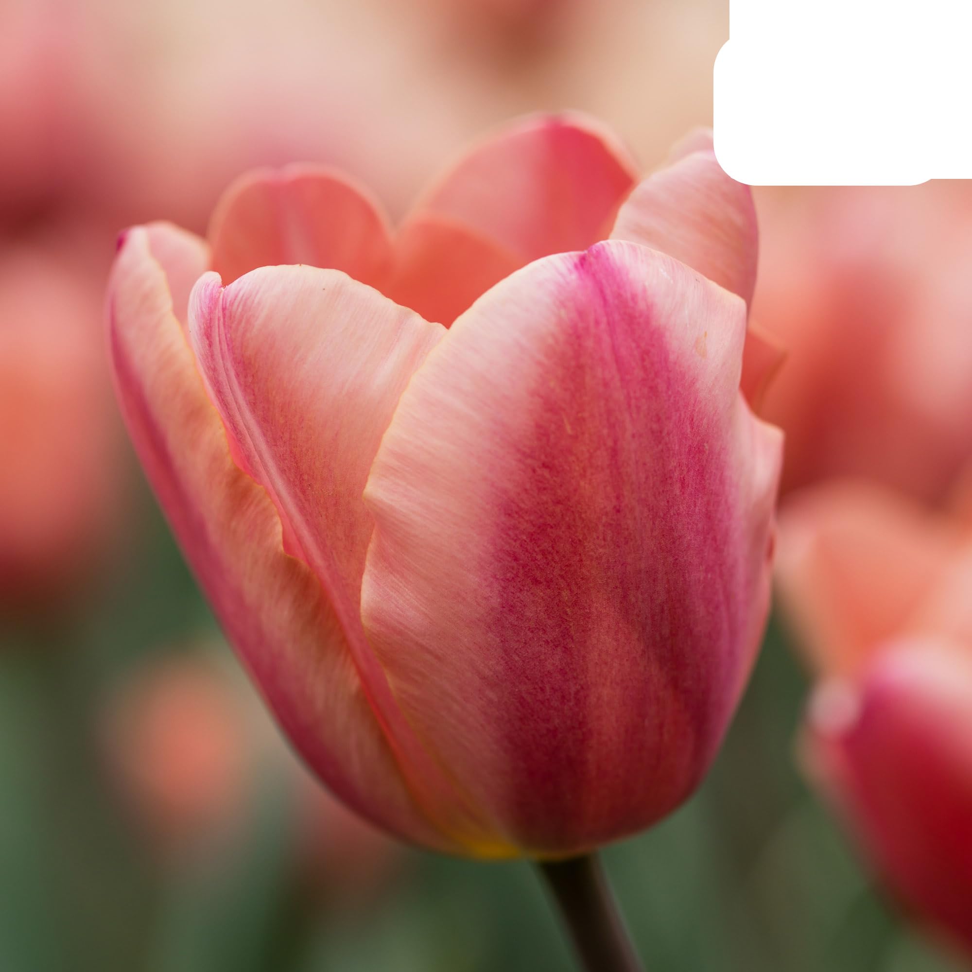 Bulbos de tulipán 'Apricot Foxx' | 20 Piezas | Tulipán rosa salmón - 30-50cm - Ø5cm - bulbo de flor - Planta de jardín