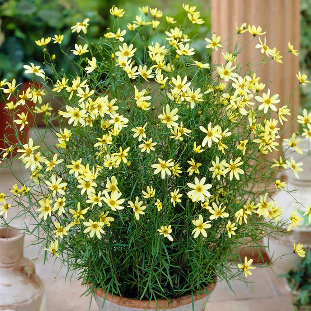 YouGarden Coreopsis verticillata 'Moonbeam' in 9cm Pot, Drought Resistant Plants for UK Gardens, Perennial Plant for Pots, Planters and Beds