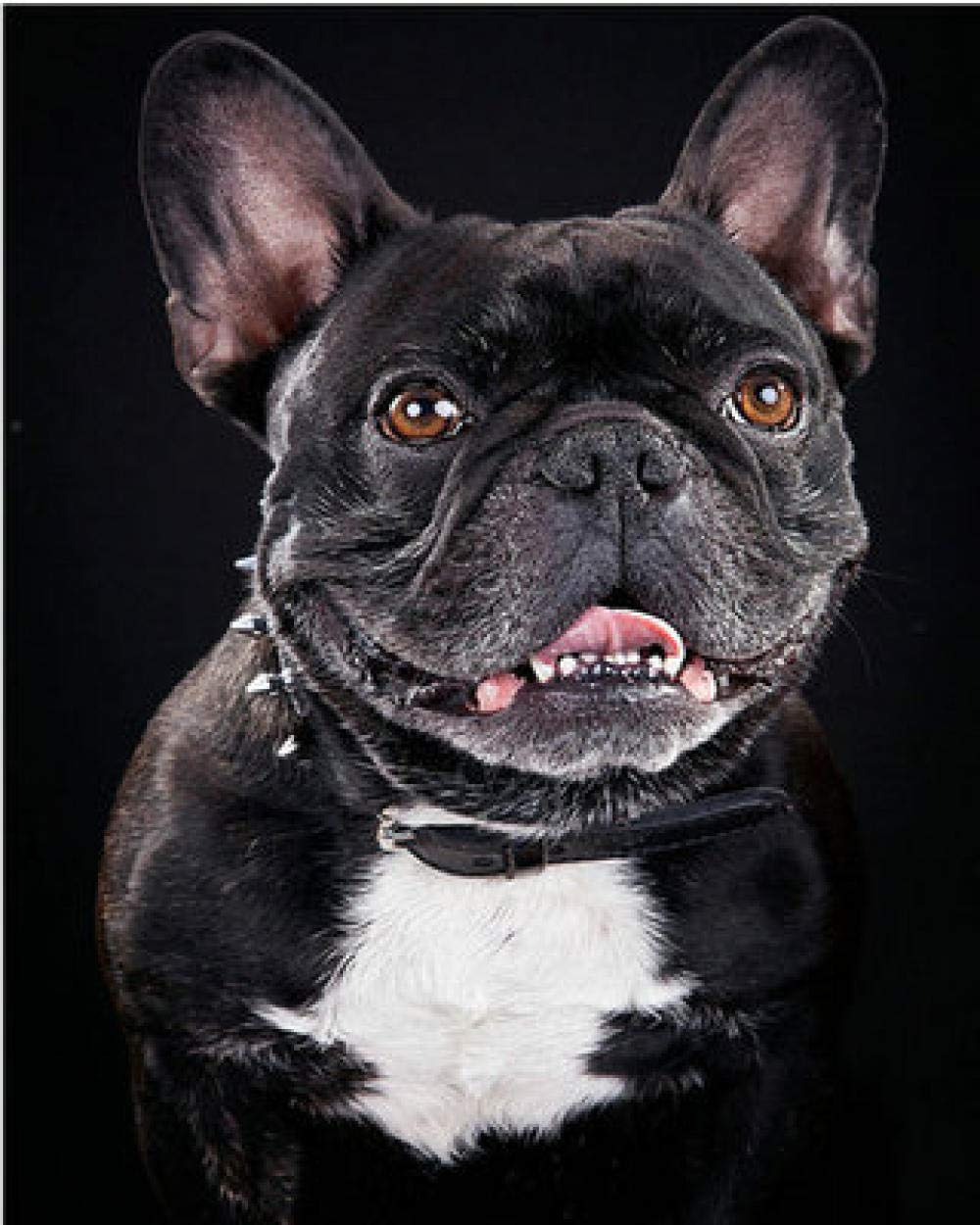 Broderie diamant bouledogue noir 5D kit complet de point de croix strass carrés 50x60cm