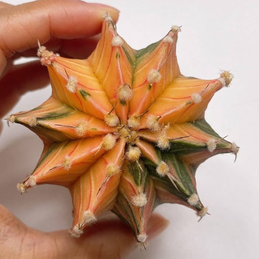 ぷりんの植肉植物 多肉植物 プリドニス 錦 根付きボーボー 抜き苗 多肉