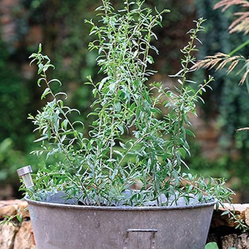 Miniatura 7 de Goji Berry 50 Semillas – Lycium Chinense/Lycium Barbarum, planta de Wolfberry china, súper fruta perenne sin OMG, semillas de bayas de Goji fáciles