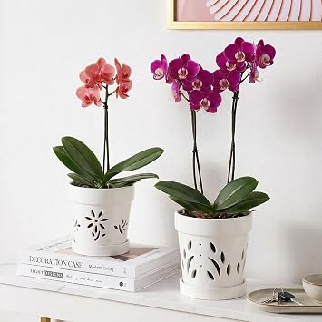 STHIE Orchid Pots, 5 + 6 Inch Ceramic Orchid Pots with Holes, Orchids Planter for Repotting, 2 Pack Promoting Air Circulation, White Flower Pots with Removable Trays