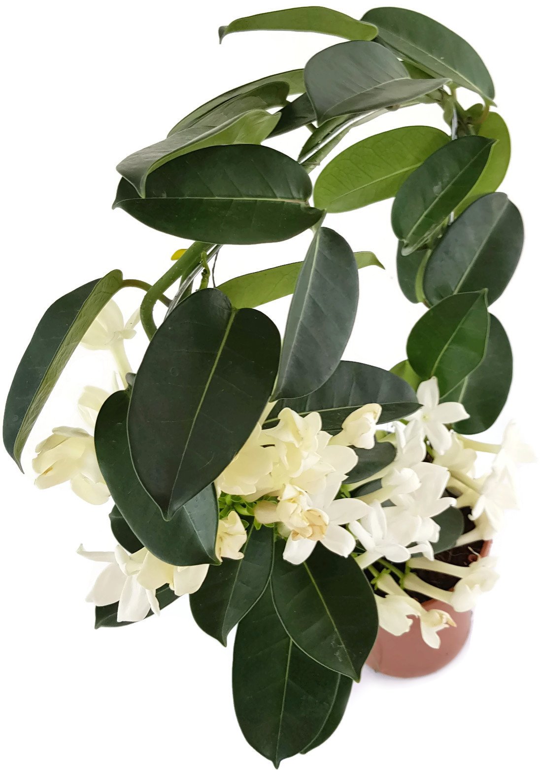 Stephanotis floribunda - Kranzschlinge - duftende Rankpflanze am Spalier -  immergrner Kletterstrauch aus Madagaskar - pflegeleichte Zimmerpflanze :  Amazon.de: Garten