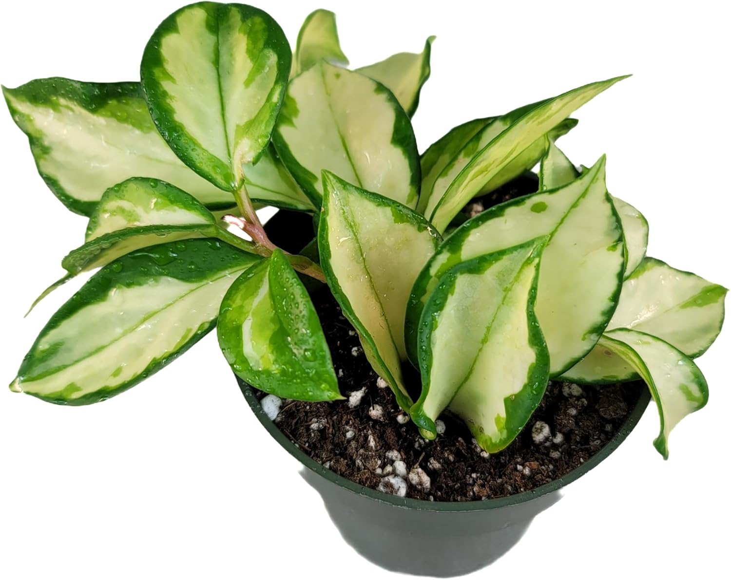 Tricolor Hoya Krimson Princess Available in 2",4", & 6" Pot, Hoya Carnosa Vareiagata, Live Hoya Plant(6" Pot with Multiple Plants)