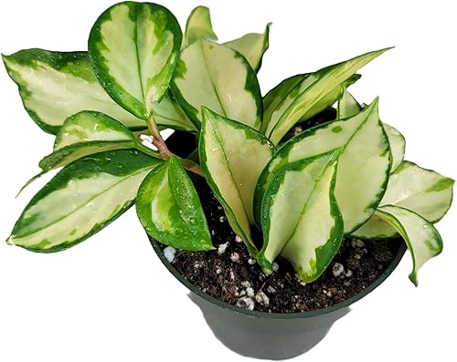 Hoya Krimson Princess, Hoya Carnosa Vareiagata, Planta Hoya Viva, Garantía de Llegada Viva! (Maceta de 4 pulgadas con 2 o más plantas)