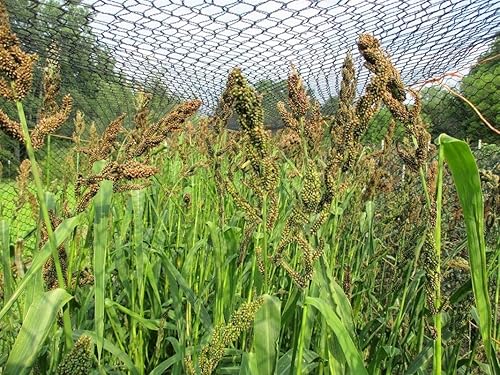 Miniatura 4 de Japanese Millet - Hace grandes cabezas de semillas para pájaros, hermoso en el jardín (1000 semillas)