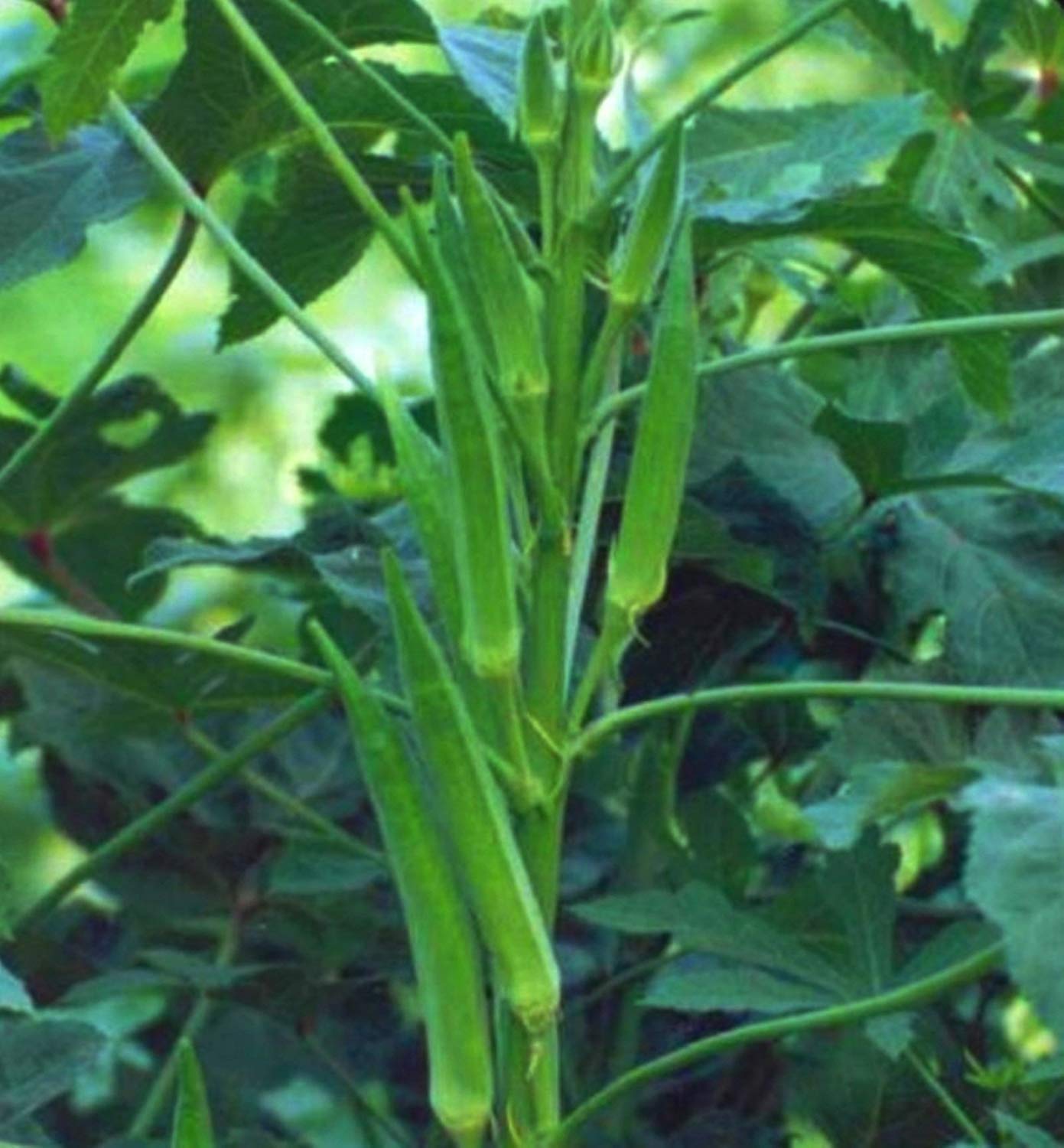 Golden Hills Farm Okra Ladys Finger Seeds F1 Hybrid 100 Seeds (B07N5G6X95) Amazon Price History, Amazon Price Tracker
