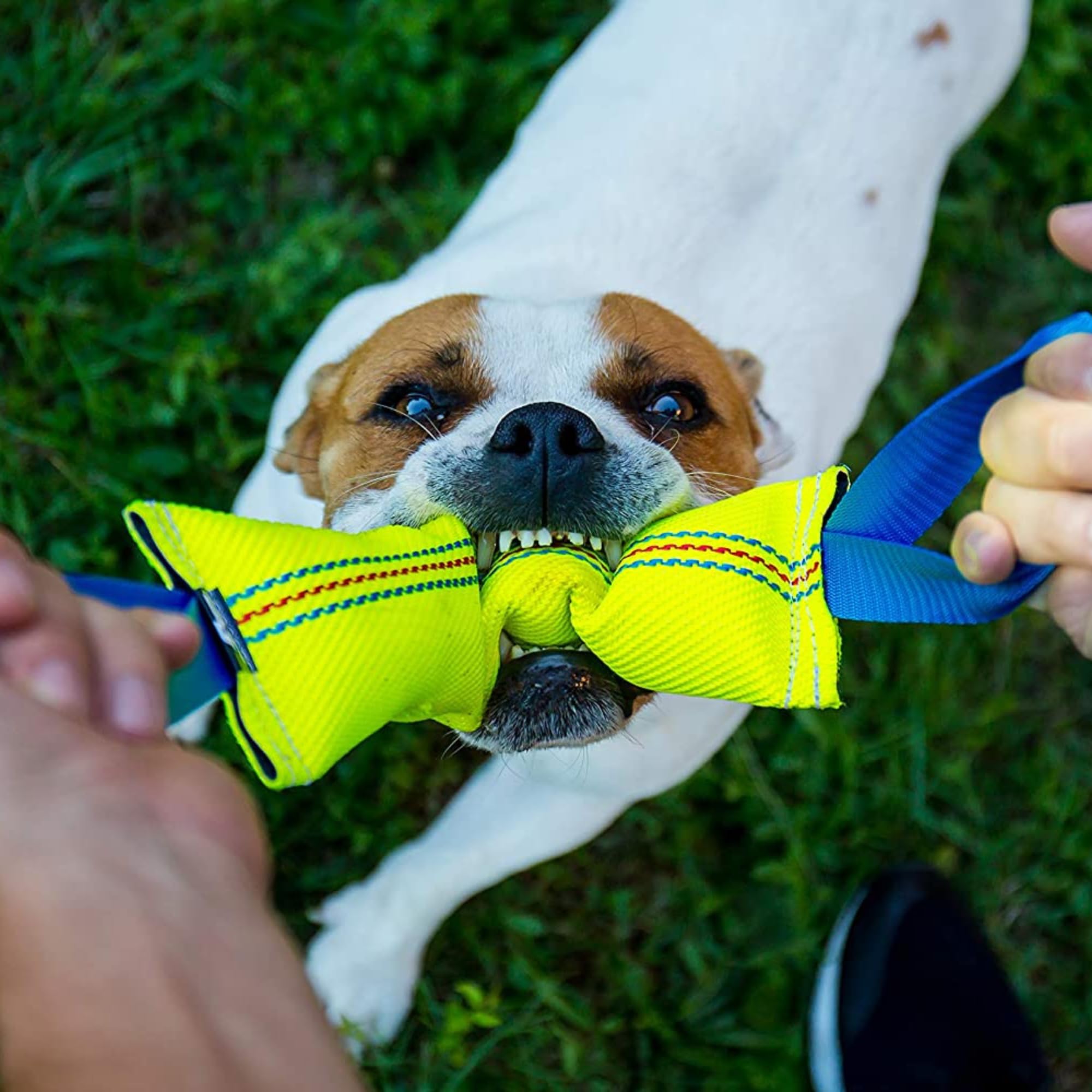 Bull Fit Manicotto per Cani 2 pezzi, con Cuciture Esterne, con due Fiocchi - Duraturo, fatta a mano in manichetta antincendio - per l'addestramento o per il gioco