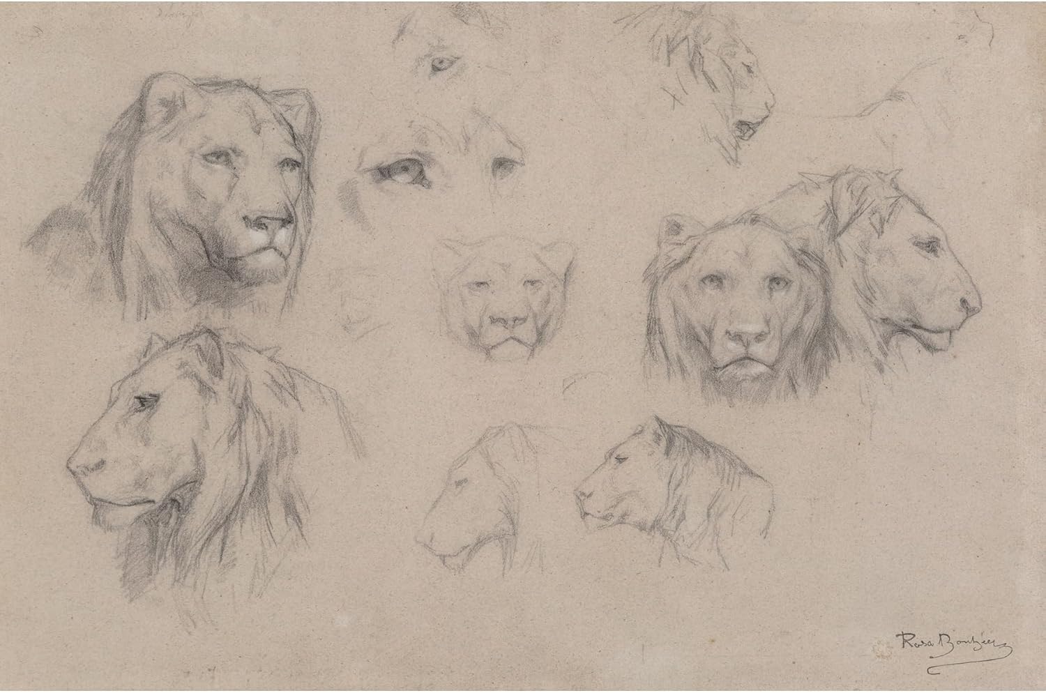 ArtDirect Study of heads of lions and lionesses Unframed Art Print Giclee Poster by Rosa Bonheur - Ready for Framing with Customization Sizes 10x7, 14x9, 20x13, 36x24, 48x32 and 60x40 inches