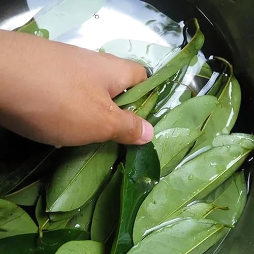 Vista 40 de FreshDrinkUS, 105 bolsas de té de hoja de laurel premium, 100% natural y puro de hojas de laurel. Té de hierbas de laurel de hojas sueltas.