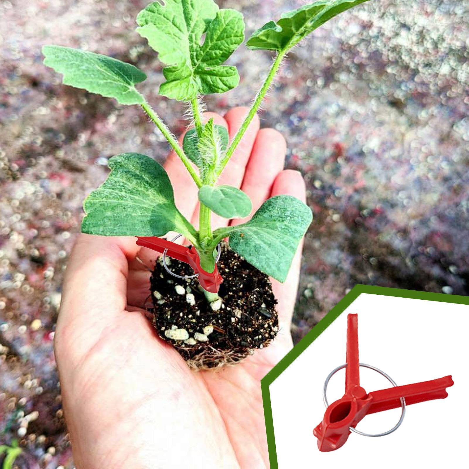 Clip di innesto, clip di innesto per piante Flamp di supporto per innesto