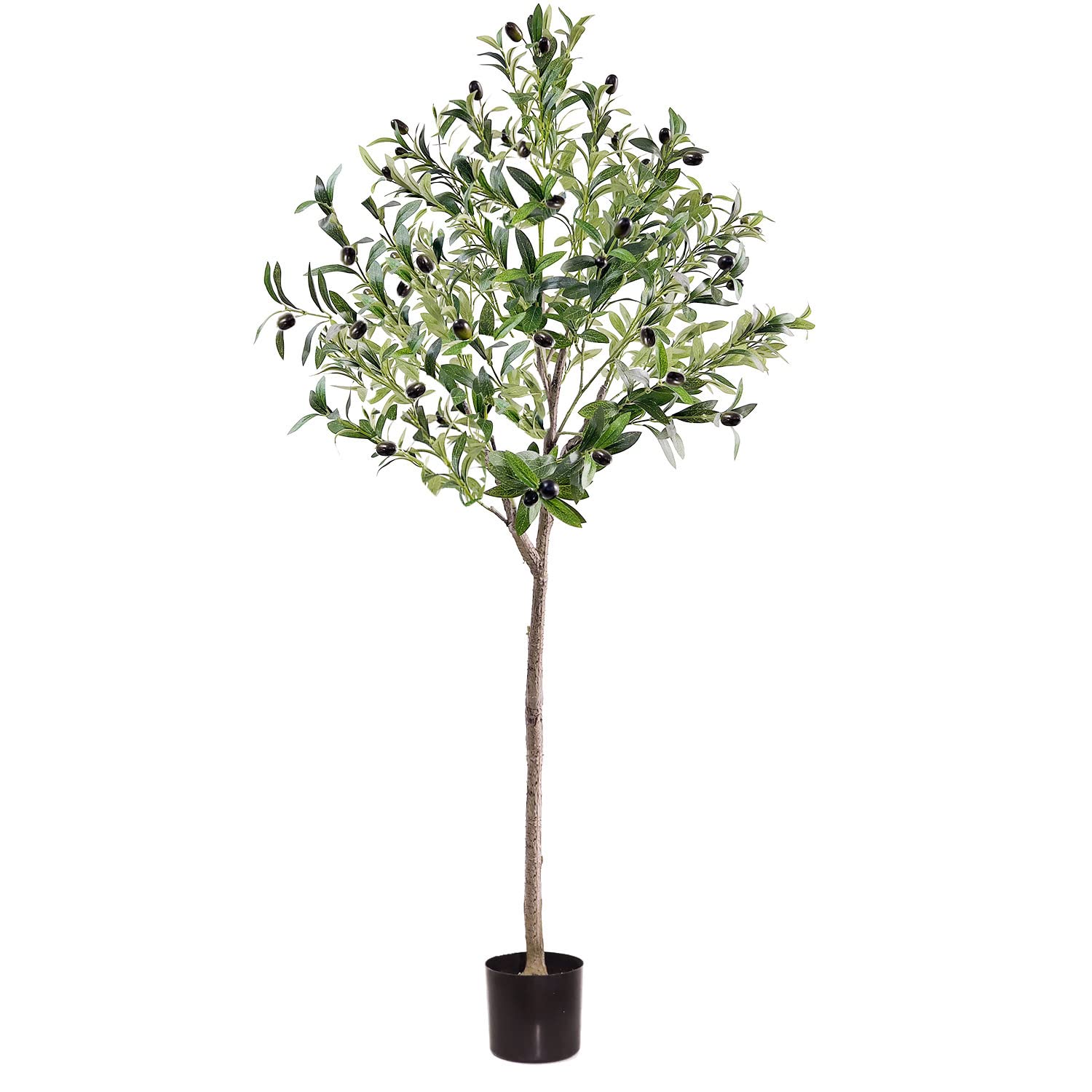 momoplant Olive