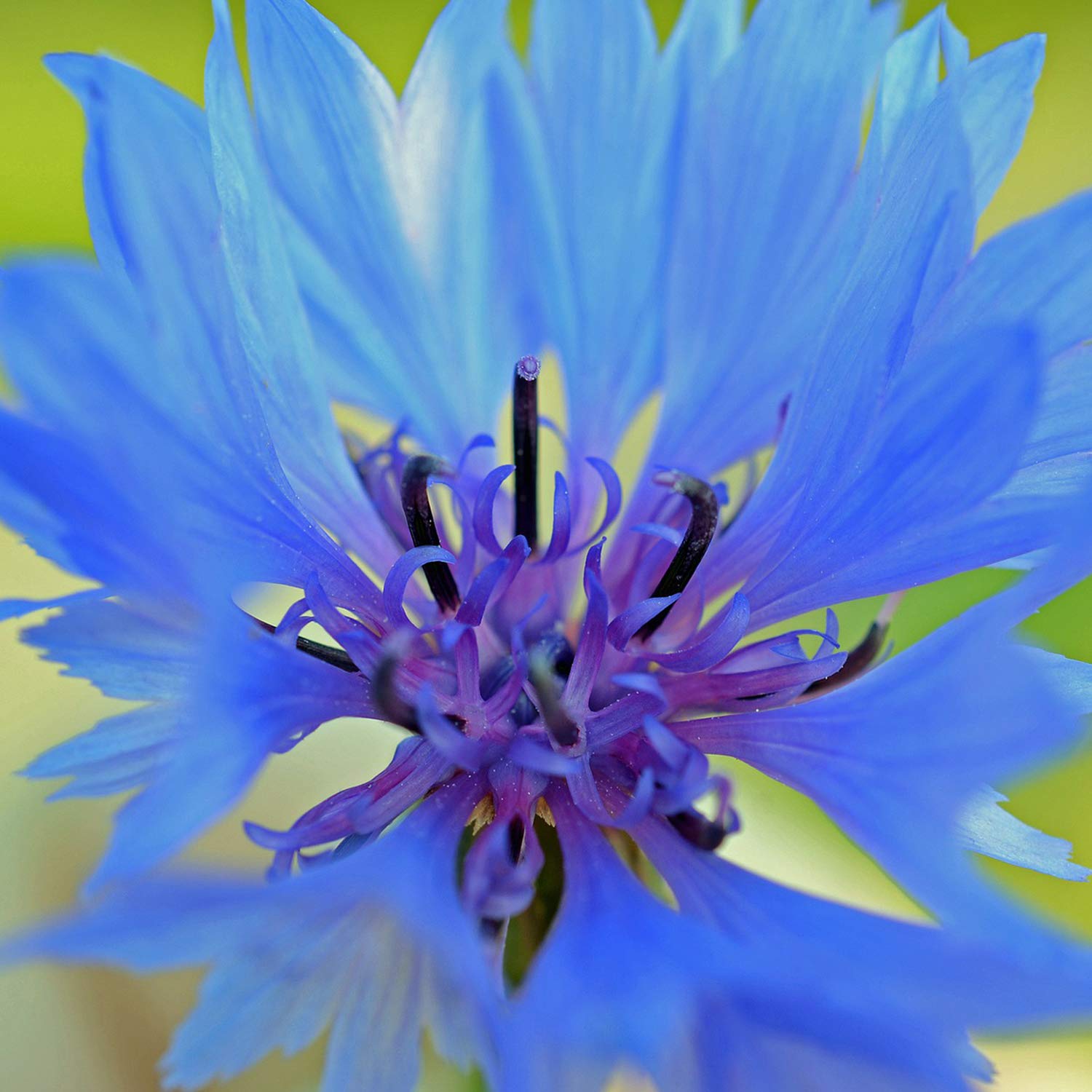 Royal Earl Grey Tea (Blue Flower) | 100 Cups | Fresh Cornflowers & Bergamot Oil | Traditional English Style | Delicious & Aromatic Ceylon Flavors | Collectible Gift Tube