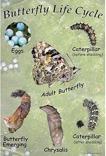 Painted Lady Butterfly Life Cycle Chart
