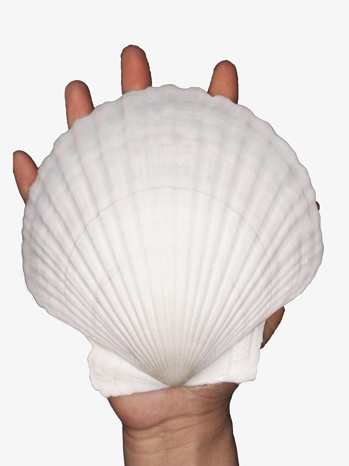 8PCS Large Natural White Sea Shells for Crafts & Home Decor - DIY Scallop Shells for Painting & Beach Wedding Decor