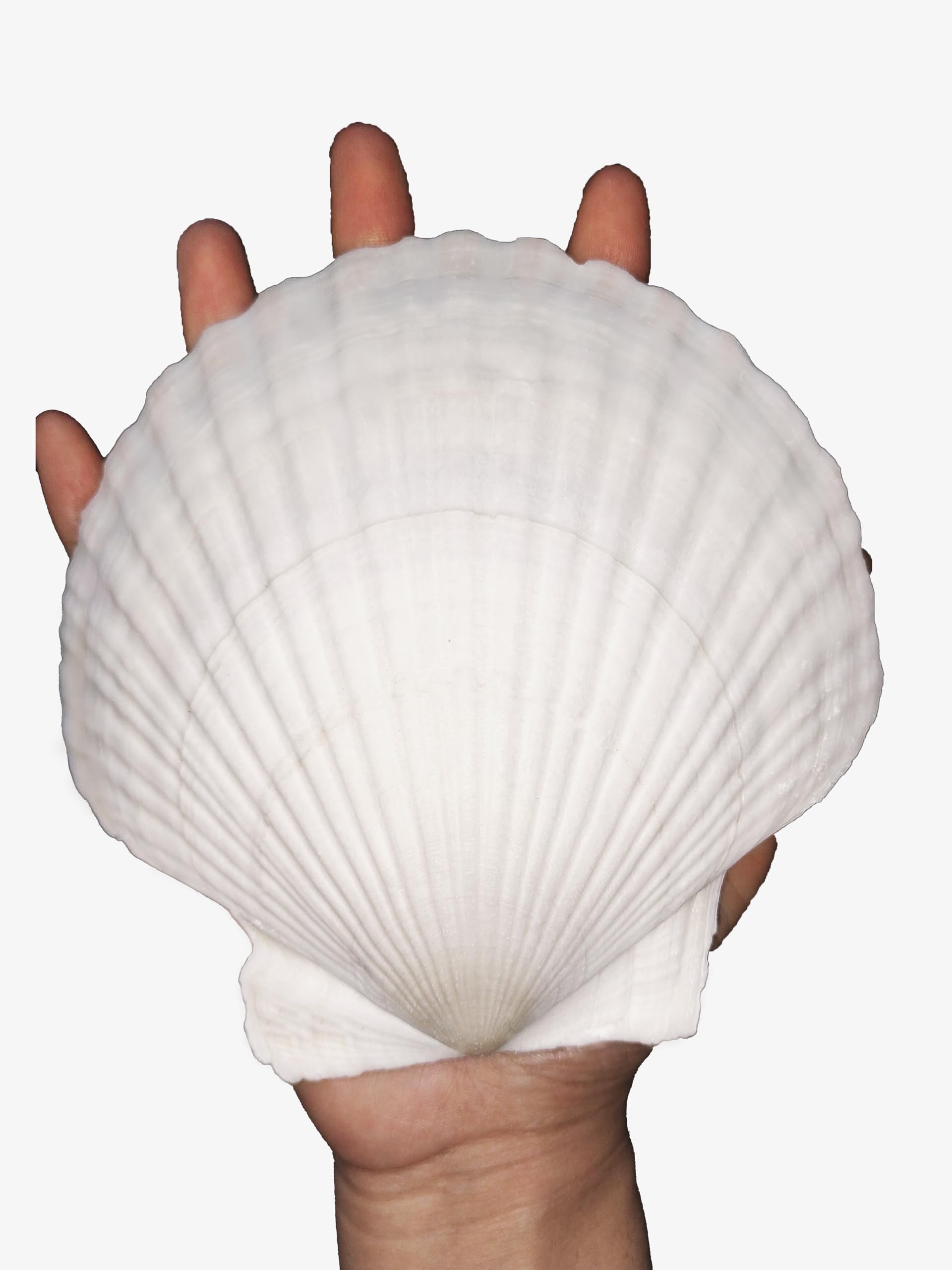 pengaihong 4PCS Large Natural Sea Shells for Crafts 5