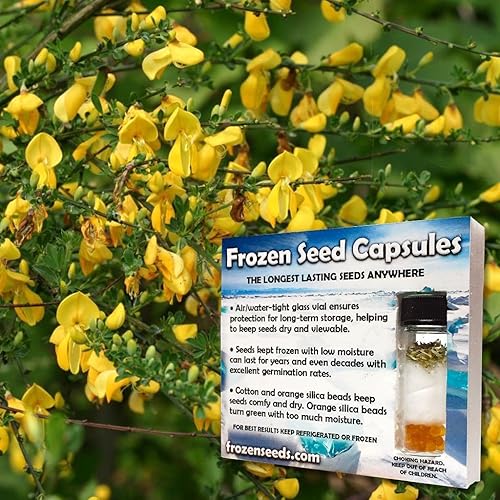 Palm Beach Medicinal Herbs - Escoba escocesa (Cytisus scoparius) - Paquete de 30 Semillas