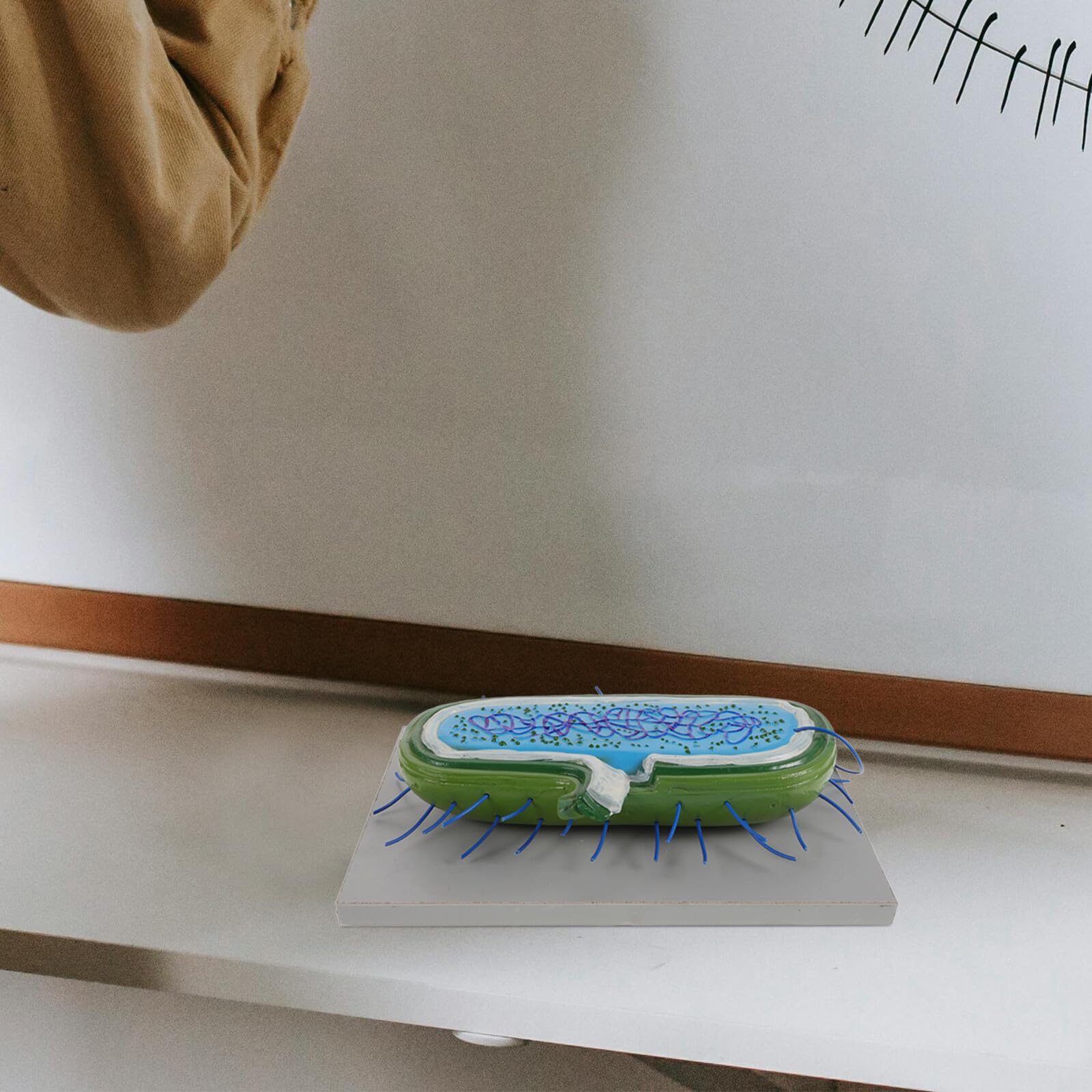 VICASKY Microbiologico Educativo in Pvc Struttura Realistica per Insegnamento Biologia e Laboratorio Decorativo per Studenti e Ragazzo Ragazza
