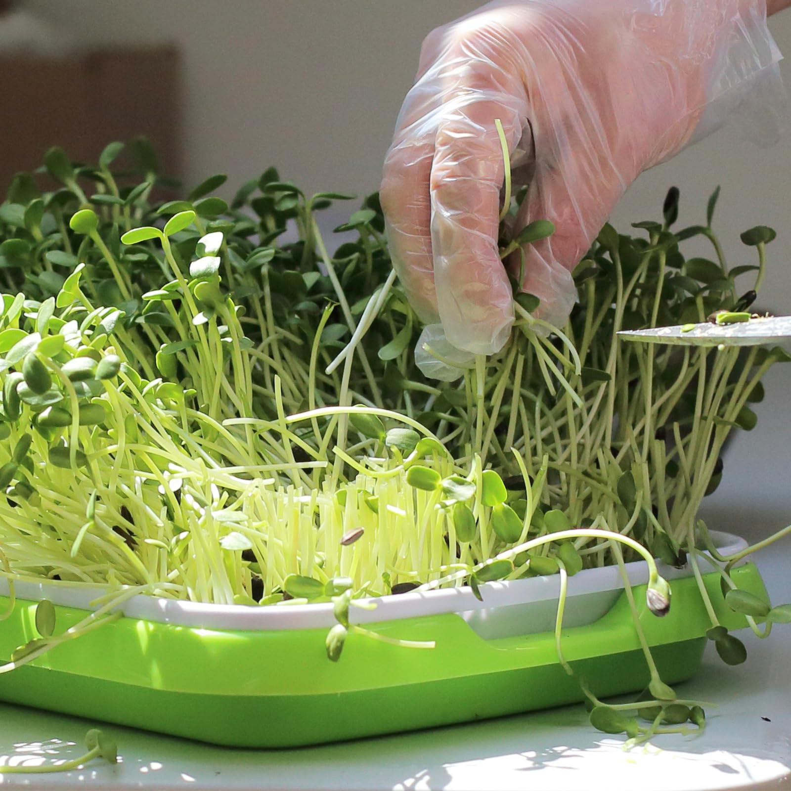 Kit Germination Graines 4 Étages - Germoir Empilable Sans BPA Pour Haricots, Luzerne, Microgreens