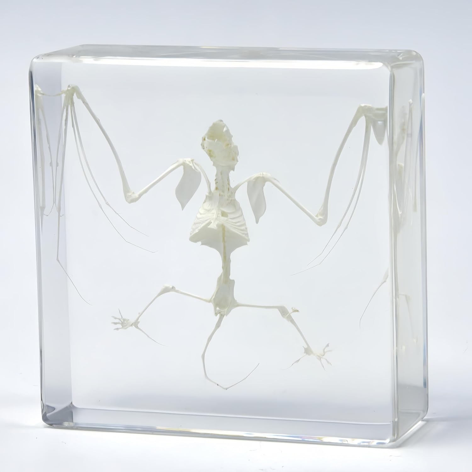 Bat Specimen, Real High Quality Resin Bat Specimen for Science Classroom Science Education, Biology, Collections, Animal Study Enthusiasts, Quirky Animal Skulls (Bat Skulls 3 x 3 x 1 inch)