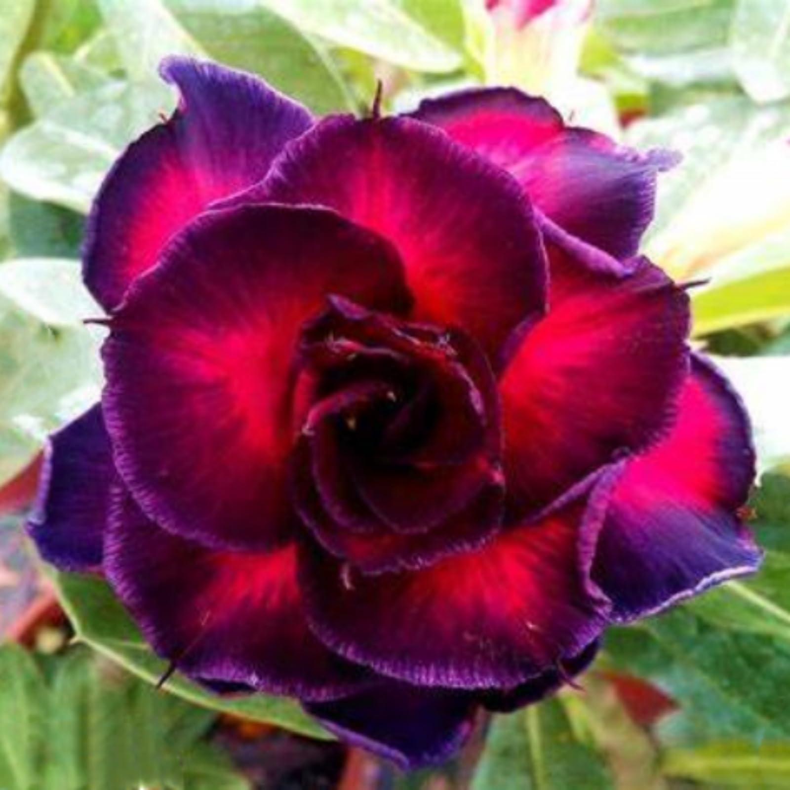 Desert Rose/Crop for Planting Now UK/Strong Plants That Grow Well/Mix Golden Jade Carving Feels
