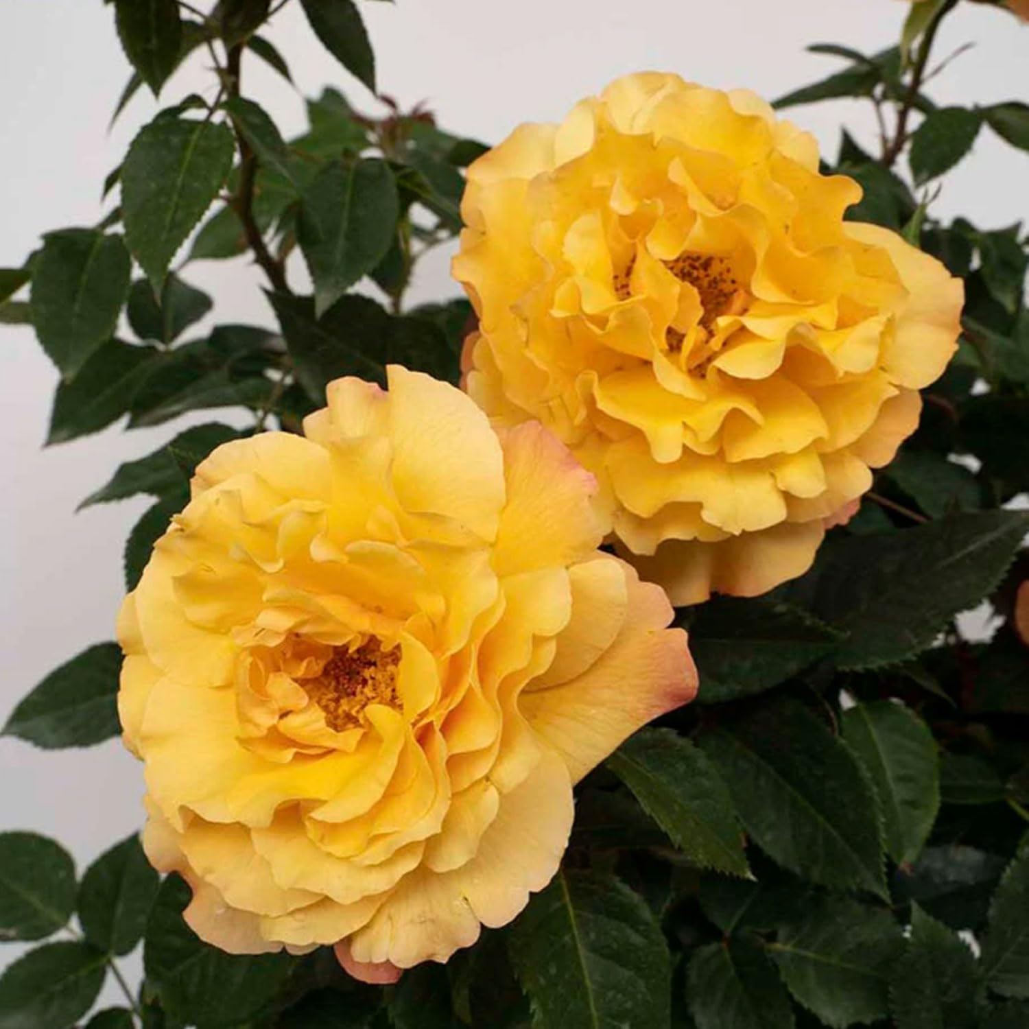 Sunny Sky Rose Hybrid Tea, Fragrant Yellow Flowers Reblooming, Own Root 1.5 Gallon Potted Live Plant, Stargazer Perennials
