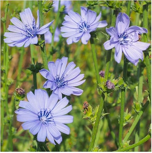 Miniatura 4 de Everwilde Farms - Semillas de flores silvestres de achicoria de 1 libra - Gold Vault