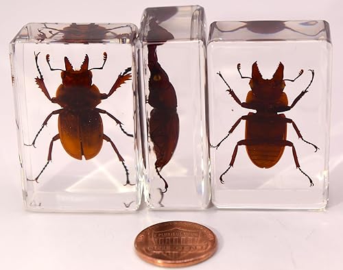 Miniatura 373 de Escarabajo de algodoncillo azul cobalto real de 1.732 in en espécimen de resina de lucita cristalina, insectos, insectos preservados, colección